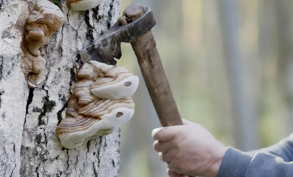 Närbild på en björk stam där det växer tickor, en hand med en yxa skördar dem.